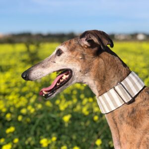 Collar Martingale Samoa - Beige