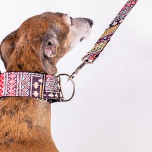 Collar Martingale Caiman