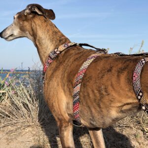 Arnés antiescape Galgo Caimán