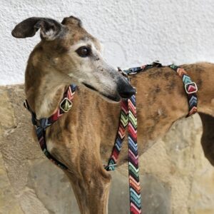 Arnés antiescape Galgo Lennox