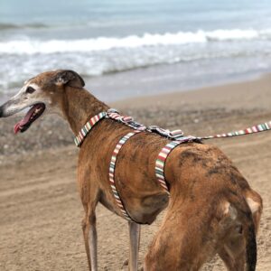 Arnés antiescape Galgo Tanna