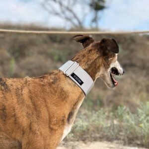 Collar Martingale Seguridad - Reflectante