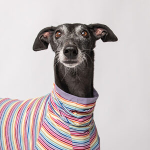 greyhound pyjama (2)