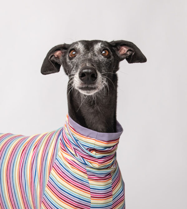 greyhound pyjama (2)