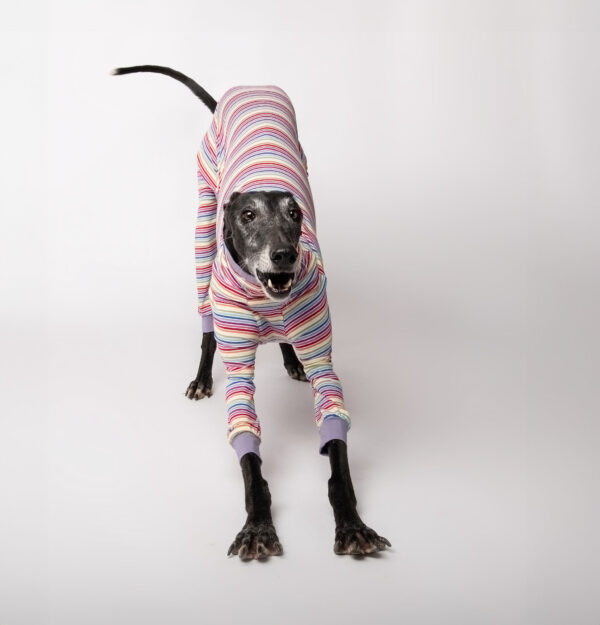 greyhound pyjama