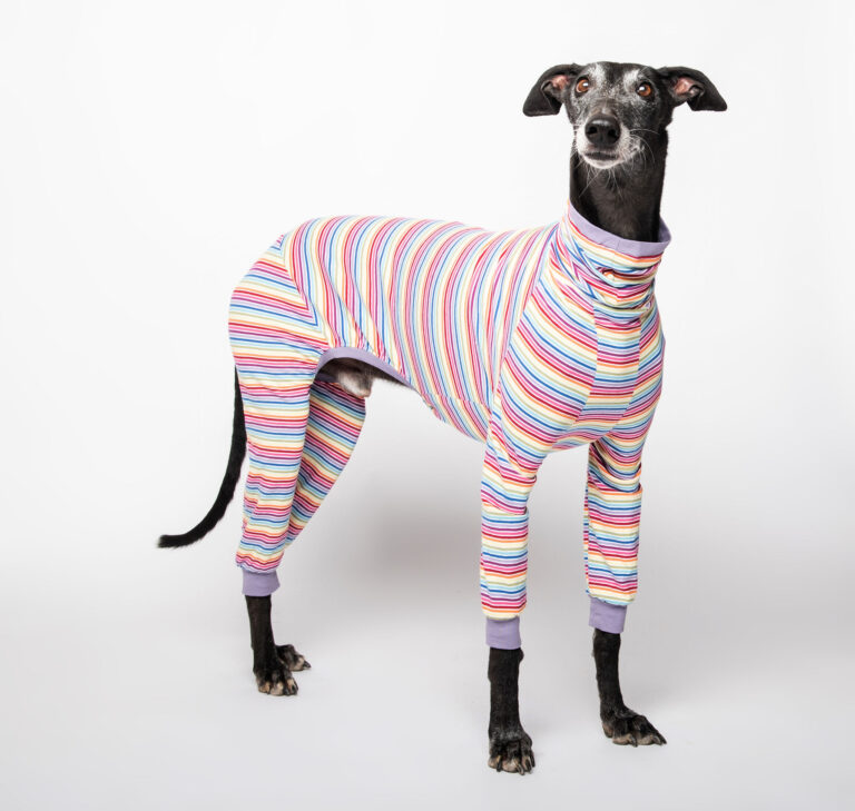 italian greyhound onesie