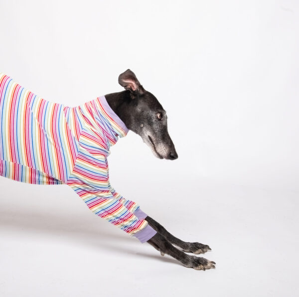 whippet pyjama