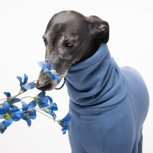 Sudadera - Bluebell Bloom